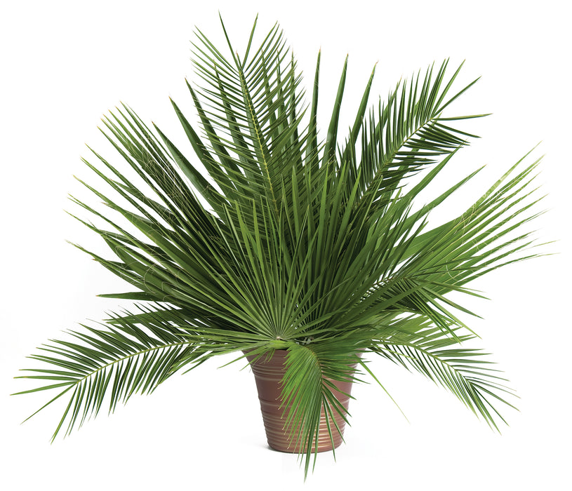 Palm Altar Décor - Date Palm