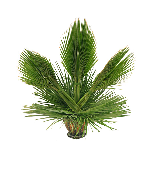 Palm Altar Décor - Mediterranean Fan Palm