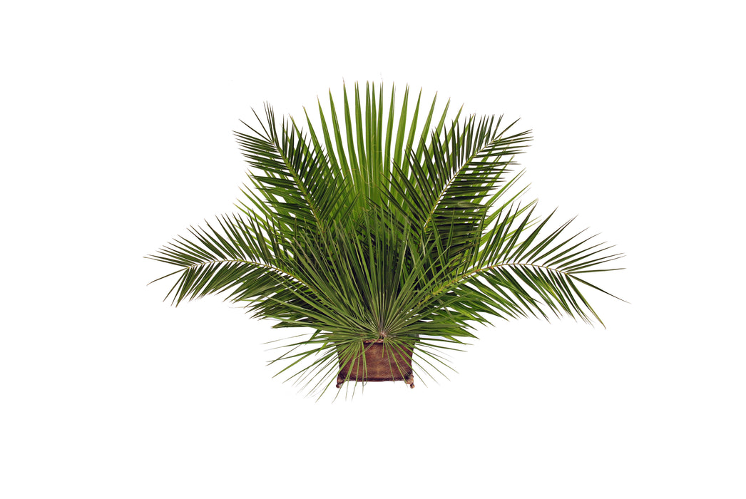 Palm Altar Décor - Fan Palm